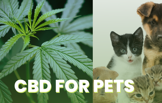 CBD for Pets: Benefits Of CBD And Treats For Pets