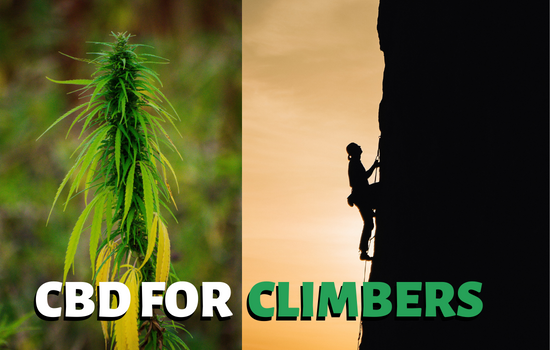 CBD for Rock Climbers – Do pro Climbers use CBD?