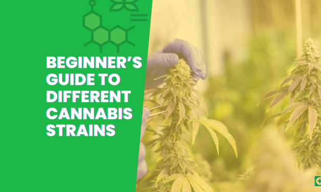 A Beginner’s Guide to Different Cannabis Strains