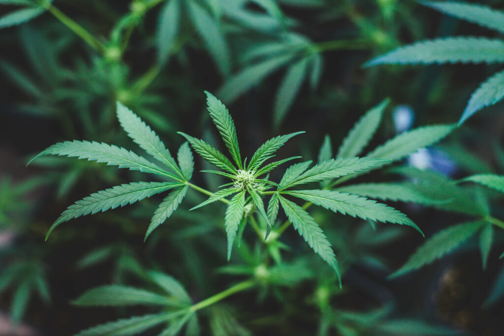 indoor-planting-marijuana-amnesia-haze-type-medicinal-recreational-use