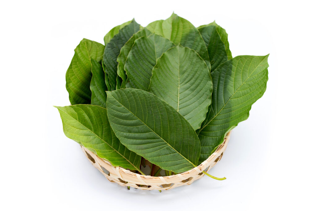mitragyna-speciosa-fresh-kratom-leaves-bamboo-basket-white-background