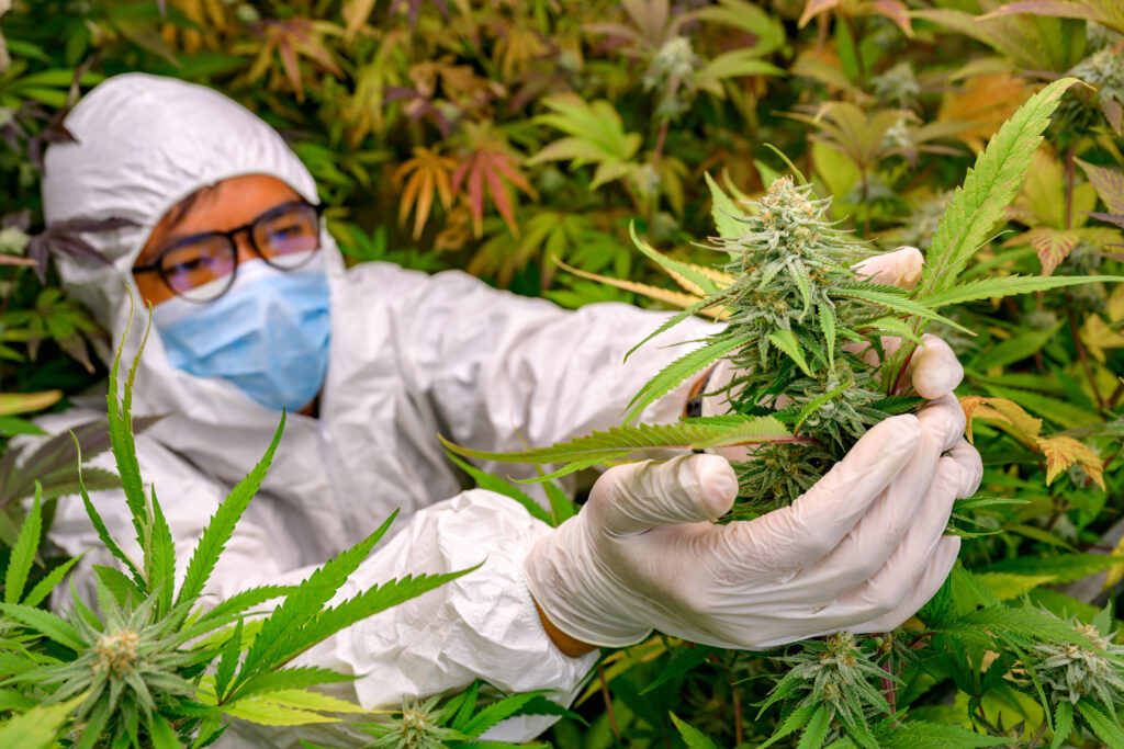 researchers-care-cannabis-plants-wearing-protective-clothing-indoor-farms-check-out-cannabis-strains-with-high-cbd-content-free-cannabis-concept
