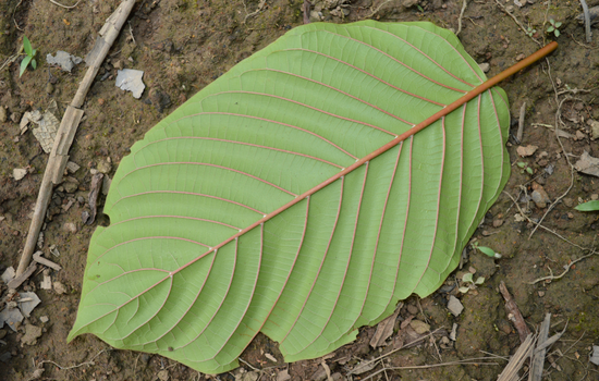 What is Red Vein Kratom? [GUIDE] – Dosage, Benefits and Side Effects