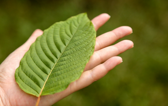 What is White Vein Kratom? [GUIDE] – Dosage, Benefits, and Side Effects